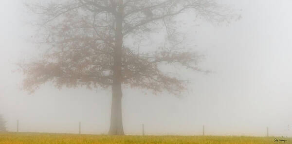 Tree Poster featuring the photograph In Retrospect by Skip Tribby