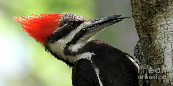 Pileated Woodpecker Poster featuring the photograph Lick It Up - Pileated Woodpecker by Meg Rousher