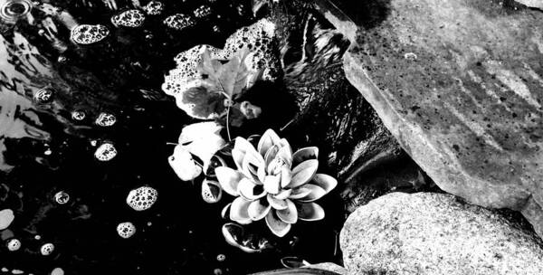 Lotus Poster featuring the photograph Lonely lotus in black and white by Christine Paris