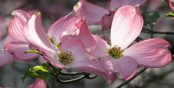 Pink Dogwood Poster featuring the photograph Magic Morning by Angela Davies