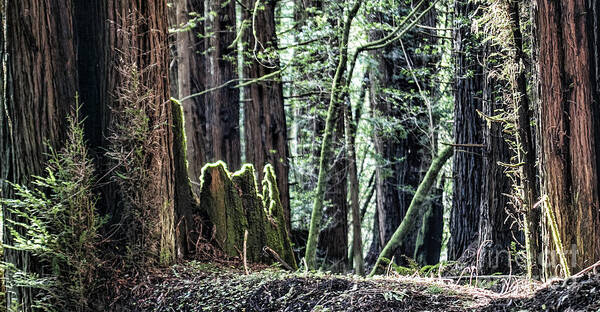 Redwoods Poster featuring the photograph Morning Redwoods by Shirley Mangini