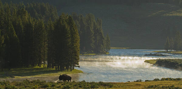 Bison Poster featuring the photograph Morning Solitude by Sandy Sisti