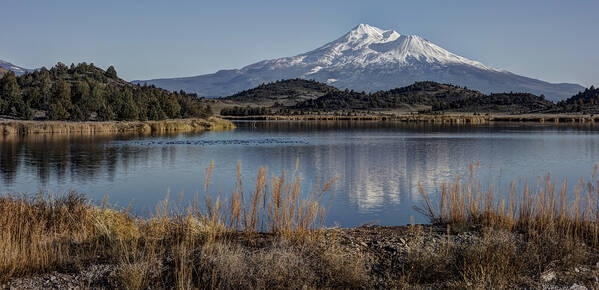 Loree Johnson Poster featuring the photograph Mount Shasta and Trout Lake by Loree Johnson