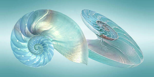Nautilus Shell Poster featuring the photograph Nautilus Jewel Of The Sea by Gill Billington
