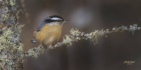 Minnesota Poster featuring the photograph Nuts about Nuthatches by Don Anderson