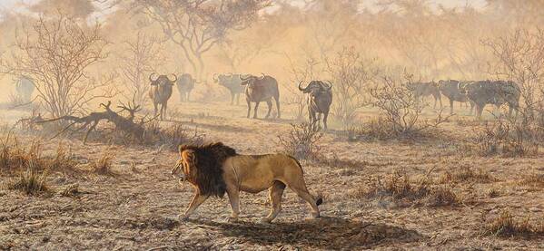 Lion Poster featuring the painting On Patrol by Alan M Hunt