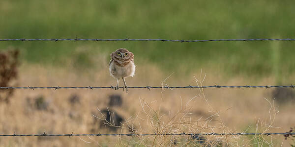 Burrowing Owls Poster featuring the photograph One Sweet Goodnight by Yeates Photography