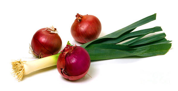 Onion Poster featuring the photograph Onion And Leek by Olivier Le Queinec