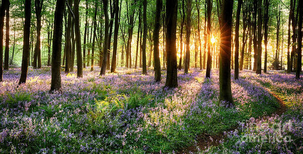 Flower Poster featuring the photograph English bluebell woodland path by Simon Bratt