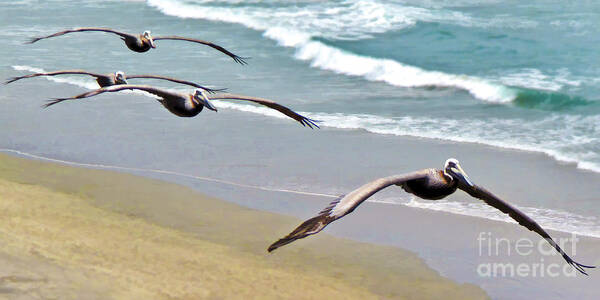 Pelican Poster featuring the digital art Pelican Fly-by by L J Oakes