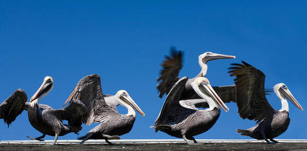 Pelicans Poster featuring the photograph Pelicans take flight by Mal Bray