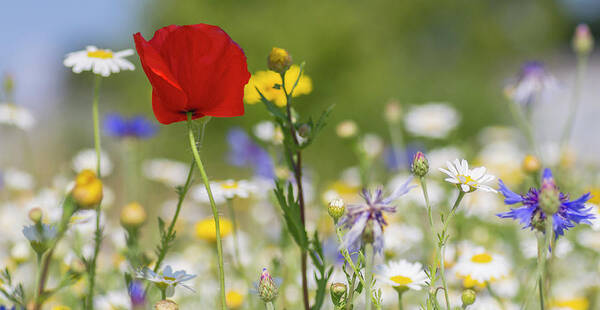 Poppy Poster featuring the photograph Poppy in Meadow by Diane Fifield