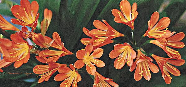 Flowers Cliva Plant Orange Sunshine Painting W/ Photography Bringing The Outdoors In Petals Stamens Circles Forms Leaves Healthy Needs Coolness To Bloom Flowing Movement Trumpet Shape Light To Shade Green Easy Hard To Kill Filled Frame Dinning Room Grouping Or Alone Entryway Art Gallery Tropical Indoor Plant In Other Areas Guest Room The Beach House Tropical Travel Office Seasonal Outdoor Furniture Stores Rug Pattern Botanical Garden Gift Shopgreenhouse Art Gallery Poster featuring the photograph Ray Of Sunshine With Cliva Flowers by Rosemarie E Seppala