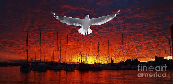 Crimson;seagull;marina;boats;bold;ocean Sunset; Sun; Dusk; Seascape Water Reflections; Photo Art;mooloolba;queensland; Australia; Misty Of Gosford; Beautiful Scene; Scenic Beauty; Landscape; Sky; Cloudscape; Coastal; Colourful Cloud; Nature;fire;stickers; Poster featuring the photograph Scarlet Ocean Sunset. Original exclusive photo art. by Geoff Childs