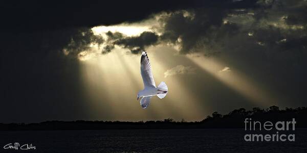  Poster featuring the photograph Seagull and Sunbeams. Original Exclusive Photo Art. by Geoff Childs