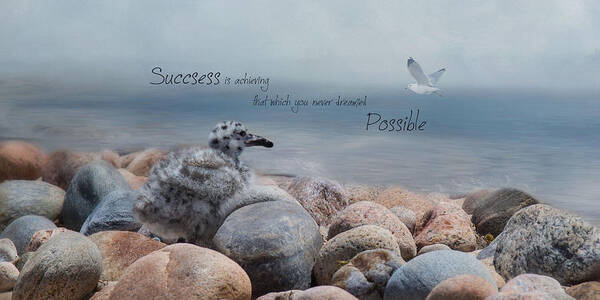 Seagull Poster featuring the photograph Success by Robin-Lee Vieira