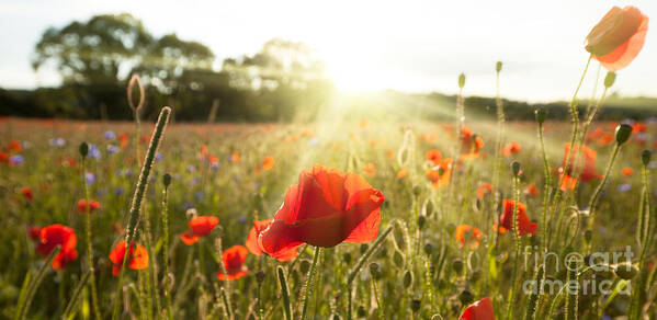 Poppies Poster featuring the photograph Sunshine poppy field landscape by Simon Bratt