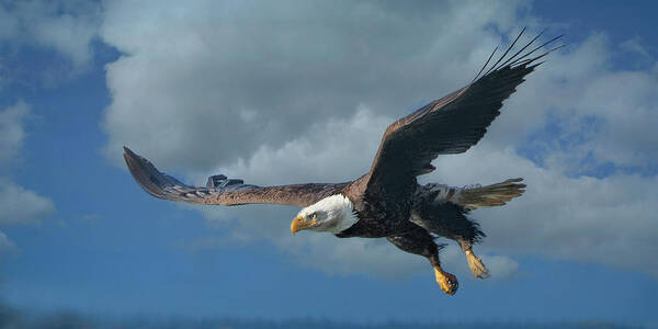 Bald Eagle Poster featuring the photograph Swooping in by Jeanette Mahoney