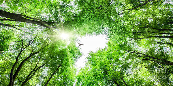 Tree Poster featuring the photograph View through tree canopy with bird soaring by Simon Bratt