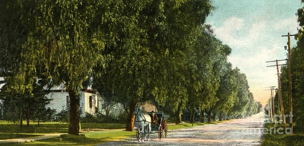 White Oak Poster featuring the photograph White Oak Monrovia California 1910s by Sad Hill - Bizarre Los Angeles Archive