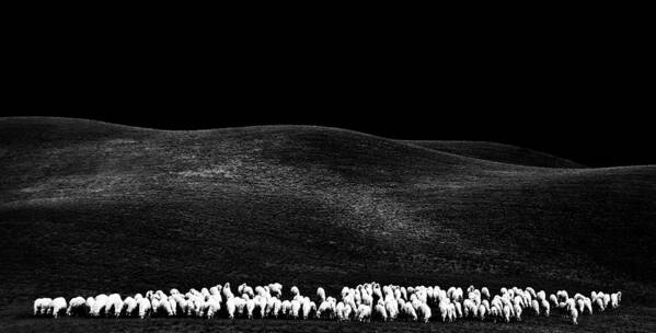 Sheep Poster featuring the photograph White Sheps by Franco Maffei