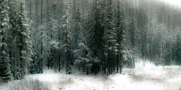 Trees Poster featuring the photograph Wilderness Snowfall by Athena Mckinzie