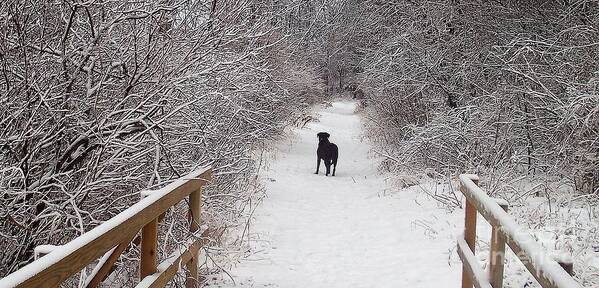 Winter Poster featuring the photograph Winter Walk by Deb Stroh-Larson