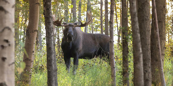 Bull Moose Poster featuring the photograph Bull Moose in Fall Forest #2 by Scott Slone