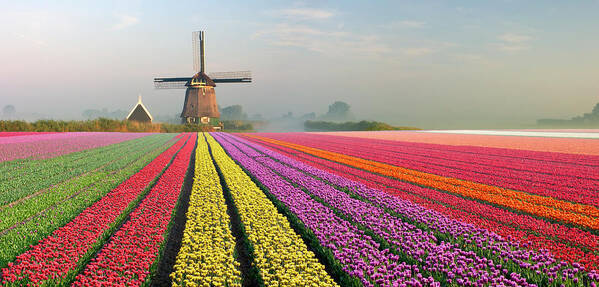 Orange Color Poster featuring the photograph Tulips And Windmill #1 by Jacobh