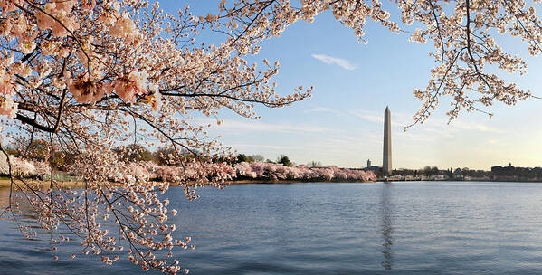 Tidal Basin Poster featuring the photograph Washington Dc Cherry Blossoms And #2 by Ogphoto
