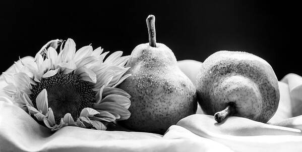 Still Life Poster featuring the photograph A Sunflower and Pears in Black and White by Maggie Terlecki