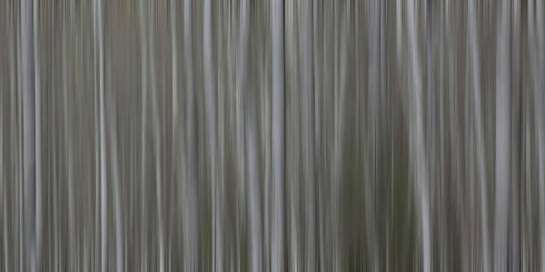 Trees Poster featuring the photograph Abstract aspen trees by Julieta Belmont