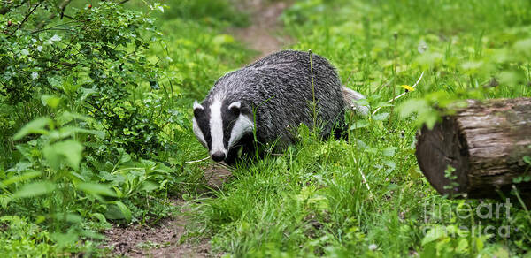 European Badger Poster featuring the photograph Badger by Arterra Picture Library