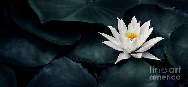 Lotus Poster featuring the photograph Beautiful white lotus flower closeup. Exotic water lily flower o by Jelena Jovanovic