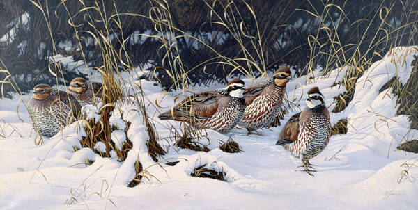 Bobwhite Quail In A Snowy Field Poster featuring the painting Close To Cover - Bobwhites by Wilhelm Goebel
