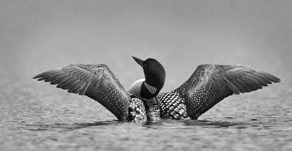 Loon Poster featuring the photograph Common Loon In Black And White by Jim Cumming