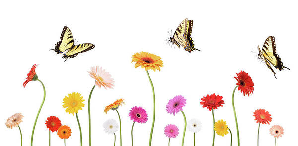 Scenics Poster featuring the photograph Daisies And Butterflies by Liliboas