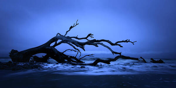 Driftwood Beach Poster featuring the photograph Fallen on Jekyll Island by James Covello