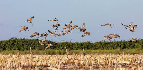 Cranes Poster featuring the photograph Flock of Cranes Take Off by Lisa Malecki