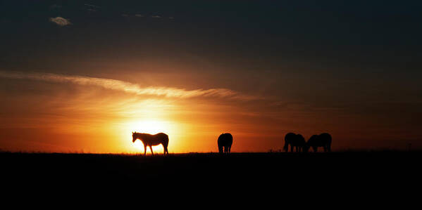 Horses Poster featuring the photograph Horses at Sunset by Gary Langley
