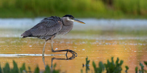Great Blue Heron Poster featuring the photograph Hungry Heron. by Paul Martin
