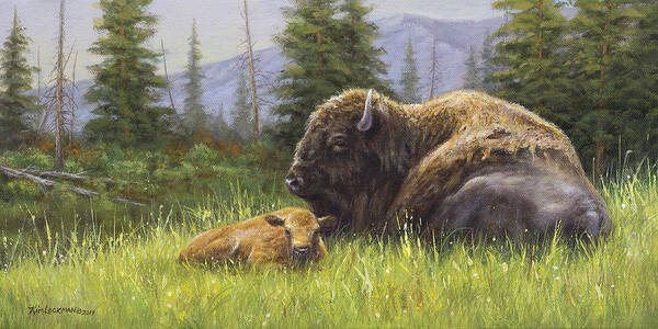 Bison Poster featuring the photograph Lazy Day by Kim Lockman