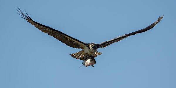 Osprey Poster featuring the photograph Look What I Got! by Darlene Hewson