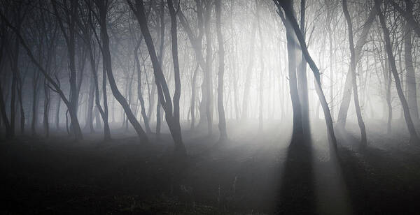 Mist Poster featuring the photograph Misty forest by Adrian Borda