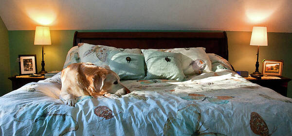 Yellow Lab Poster featuring the photograph My bed by David Pratt