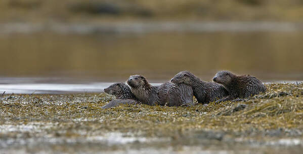 Otter Poster featuring the photograph Otter Family At Dusk by Pete Walkden