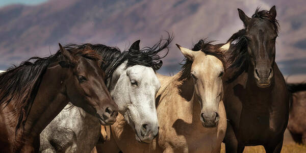 Stallion Poster featuring the photograph Perfect Portrait. by Paul Martin