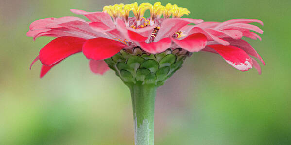 Art Poster featuring the photograph Red Zinnia I by Joan Han