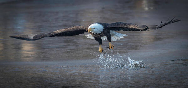 Eagle Poster featuring the photograph Splish Splash by Laura Hedien