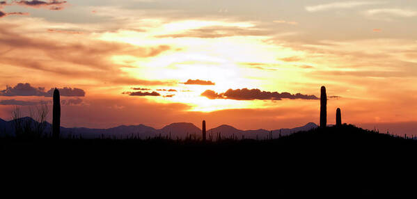 Sunset Poster featuring the photograph Sunset And Cactus by Robert Woodward